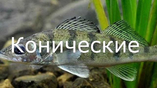 Ловля судака . На что клюет судак , рыбалка на судака смотреть онлайн