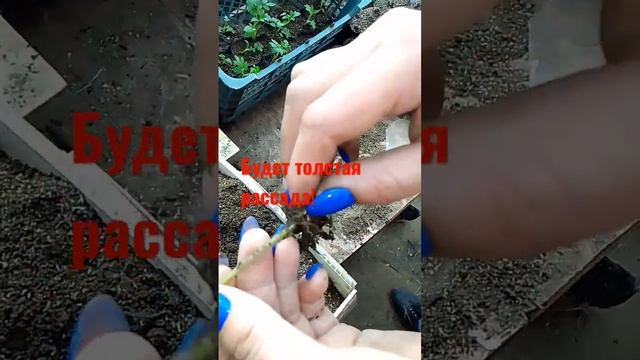 Толстая рассада без подкормки#садогород#теплица#бизнес