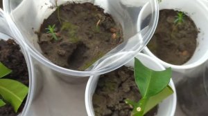 Как вырастить тую из семян. Туйкам два месяца!)