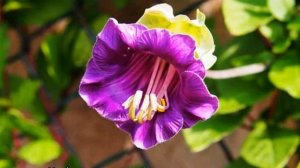 Кобея лазающая: что из себя представляет, чем подкормить чтобы зацвела