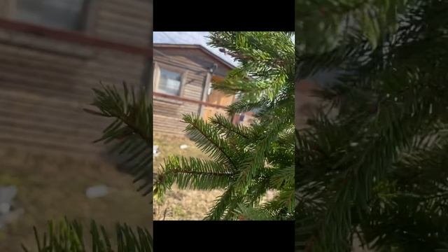 Реставрация деревянных строений