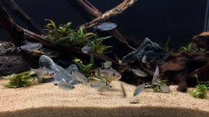 Hyphessobrycon elachys & Hyphessobrycon megalopterus