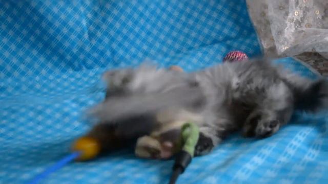 Купить шотландского длинношерстного котенка хайленд-страйт - ПРЕДЛАГАЕМ. смотреть онлайн