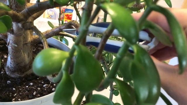 КУПИЛ НА АВИТО ДЕНЕЖНОЕ ДЕРЕВО (2ч.) ТОЛСТЯНКА, КРАССУЛА, CRASSULA OVATA. СЕГОДНЯ СТРИЖКА И ОБРЕЗКА
