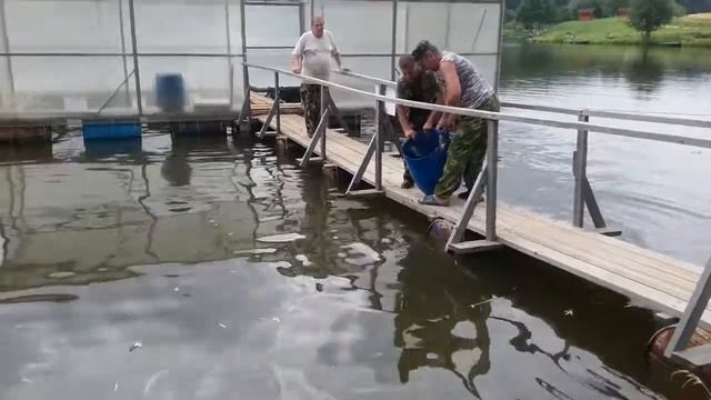 Здравствуйте 30 07 2017 .РК Фиш'ка Данилово приветствует Вас. Зарыбление осетром. смотреть онлайн