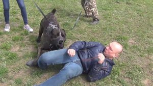 Кане-корсо Пай. ЗКС. Тест в наморднике.