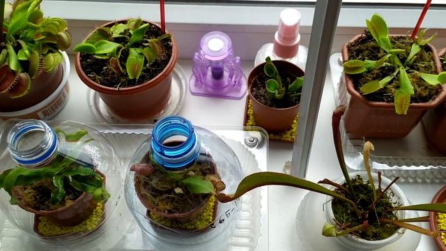 Растения-хищники на подоконнике.Венерина мухоловка(Дионея),Саррацения,Непентес,Росянка,Жирянка.