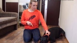 Можно ли наказывать и кричать на собаку? Как правильно воспитывать собак?