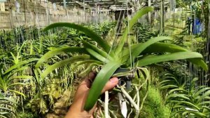 Promo !! Wuttipanara Manooya