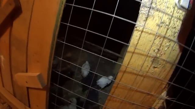 вылупление цыплят бройлеров и доминантов!!! проблемы в инкубации! смотреть онлайн