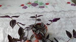 Традисканции | Нанук | Purple Joy | Альбифлора Альбовитата | Quick Silver | Трикалор | Белая Альба.