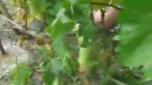 Удаление лозы виноградного куста.