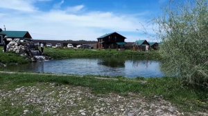 Форелевое хозяйство Белокуриха Алтайский край. Поймали форель