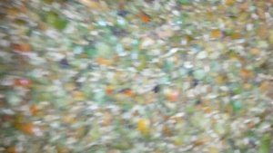 Заготовка косточки шиповника