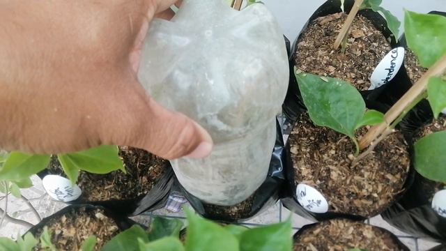 Tips Before And After Repotting Bougainvillea Seedlings смотреть онлайн