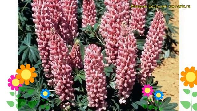 Люпин многолистный Галлери Роуз Шейдс. Краткий обзор lupinus polyphyllus Gallery Rose Shades смотреть онлайн