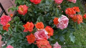 ЗИМОСТОЙКАЯ РОЗА УСТОЙЧИВАЯ К ЗАБОЛЕВАНИЯМ, РОЗА ФЛОРИБУНДА «САНРАЙЗ РОУЗ САТИРАНА»