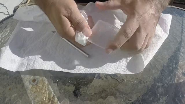 Step By Step Guide To Grow Bonsai Avocado Tree