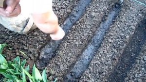 Сеем  салат Руккола