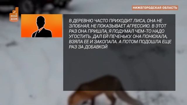 Дикую лису приручили и кормят ее печеньем и салом! смотреть онлайн