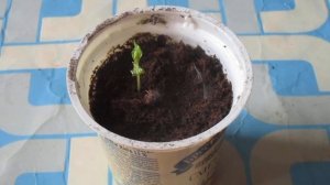 Как вырастить Виноград из косточки ,купленный в магазине в полне реально.