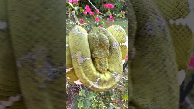 Beautiful Unique Coloration On This Northern Emerald Tree Boa (Corallus caninus)