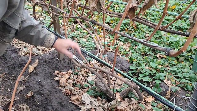 Обрезка винограда на урожай и для перепрививки. Усиленное звено плодоношения. 1.11.23