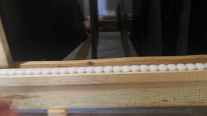 1й день, пробуждение улитки | Royal Snail | Helix Aspersa Muller | Разведение улиток | продажа улит
