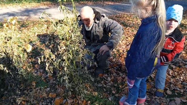 Выкапывали георгины. Утепляли виноград. Карина хочет работать.Блины на завтрак. смотреть онлайн