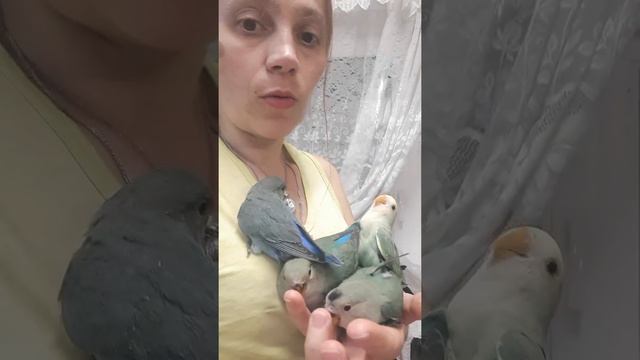 Ручные неразлучники встречают маму. смотреть онлайн