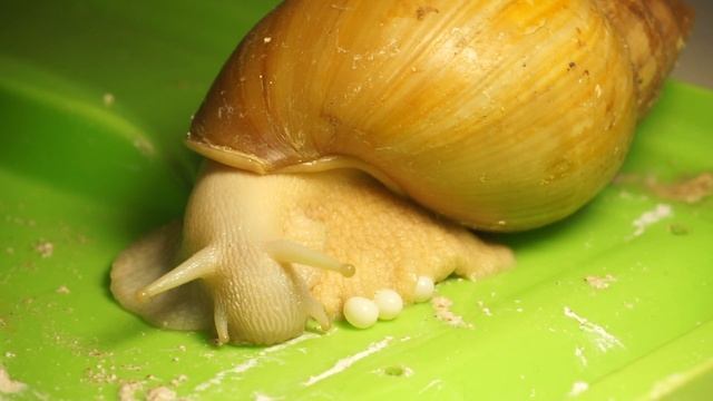 Первая кладка улиток АХАТИН Achatina fulica смотреть онлайн