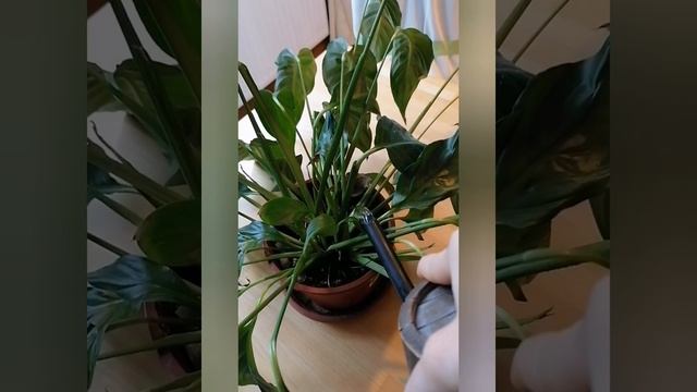 Спатифилум и зафядшие листья, Spathiphyllum braucht nur Wasser,