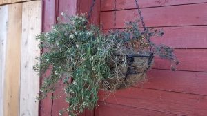 Ремонт дачи женскими руками
