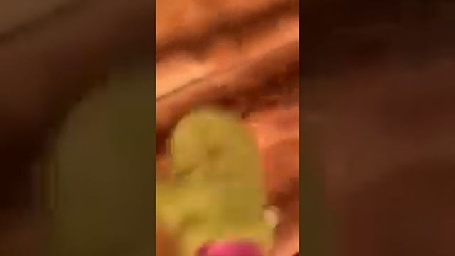 Как почистить шубу в домашних условиях