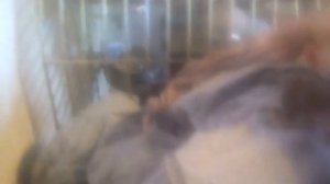 Как научить залетать попугая в клетку!второе видео!испугался крупного,и сам залетел!