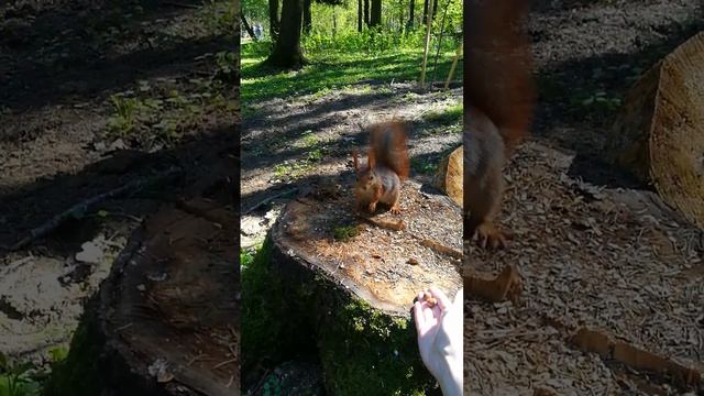 Белочки. Кормление белок. Белка кушает. Лесопарк Медвежино Минск.