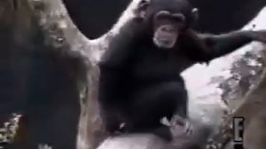 Обезьяна нюхает палец и падает с дерева, monkey smells finger and falls out of tree #shorts