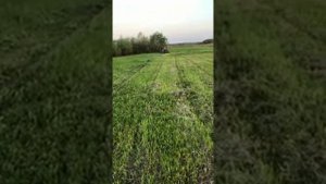 Как я раньше без неё жил. Роторная косилка с двигателем лифан.
