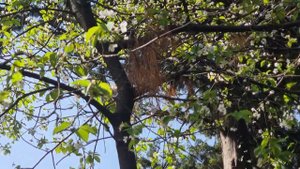 что за глупый скворец