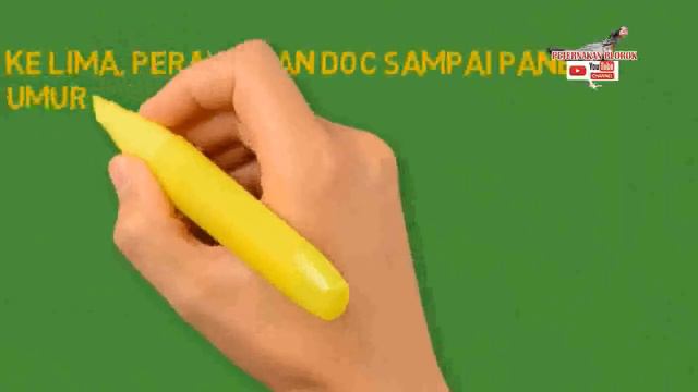 TERNAK AKA 3 BULAN PANEN CUMA MODAL PAKAN TANPA BELI BIBIT