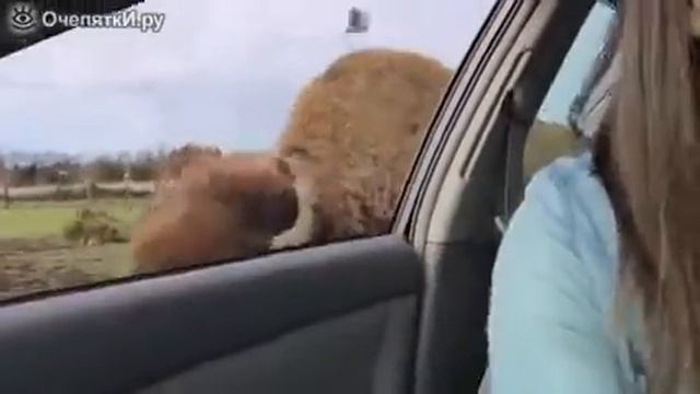 Языка стый зубр и девушка смотреть онлайн