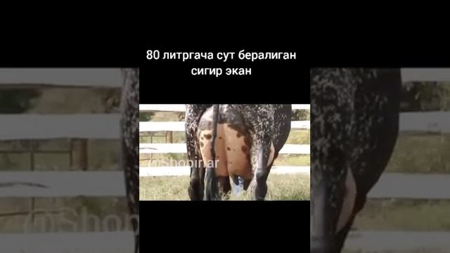 THE LARGEST COW IN THE WORLD | САМАЯ БОЛЬШАЯ КОРОВА В МИРЕ | DUNYODAGI ENG KATTA SIGIR