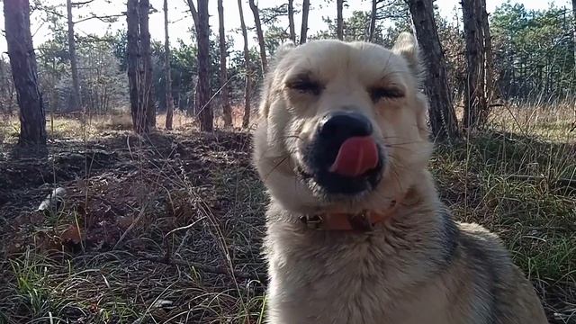 Грибы мышата, усыпано! Январь месяц. смотреть онлайн