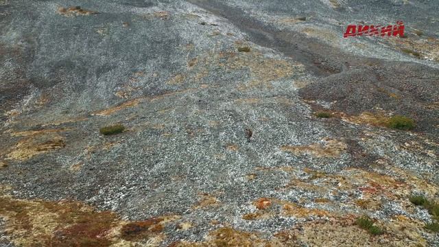 Горная охота Эдуарда Бендерского. Охотский снежный баран в Магаданской области. смотреть онлайн