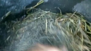 ПОЭТАПНОЕ ПРИГОТОВЛЕНИЕ ТЕРМОФИЛЬНОГО ЧАЯ ?