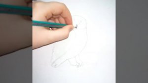 Как нарисовать полярную сову. Видео урок как нарисовать полярную сову.