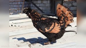 #Павловские_куры Pavlovskie #chickens Altai Barnaul Апрель 2021 Золотой петушок