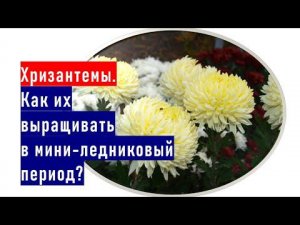 Хризантемы. Как их выращивать в мини-ледниковый период?