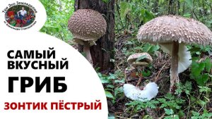 Самый вкусный гриб. Зонтик Пестрый. Зонтик Гигантский #ТриЭкоГрибы