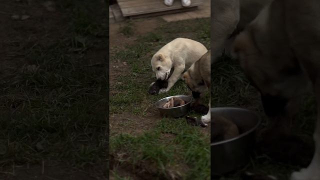 В АЛАБАЕВО ВЕСЕЛЕЙ НА ПОЛНЫЙ ЖЕЛУДОК смотреть онлайн
